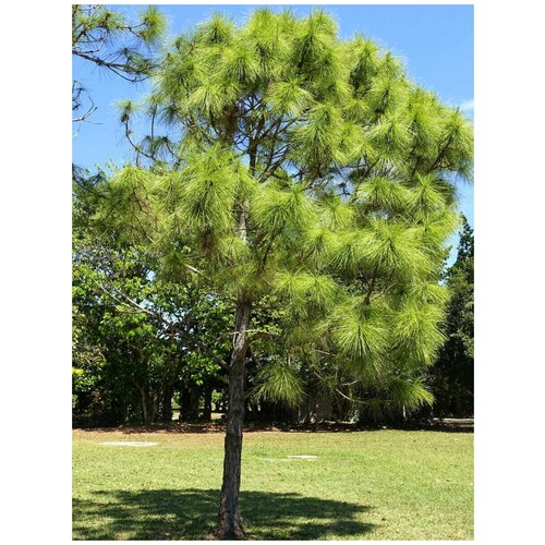     (Pinus elliottii), 10 