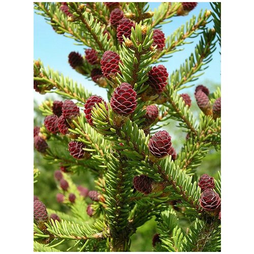     (Picea jezoensis), 20 