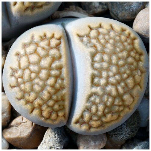      Lithops hallii C-119 10 .