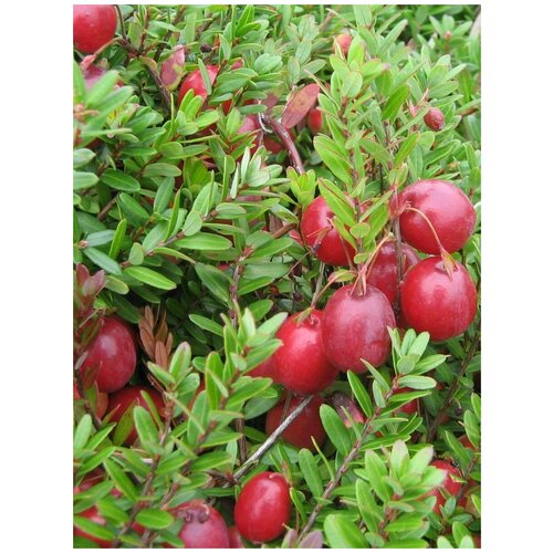     (Vaccinium macrocarpon), 35 