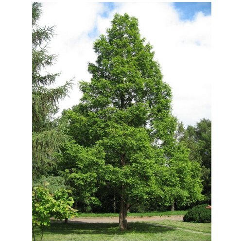     (Metasequoia glyptostroboides), 30 