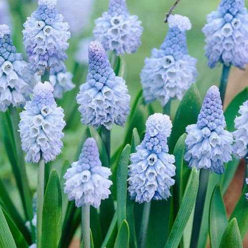 ���� �������� ������� AZUREUM ( 10 �� )