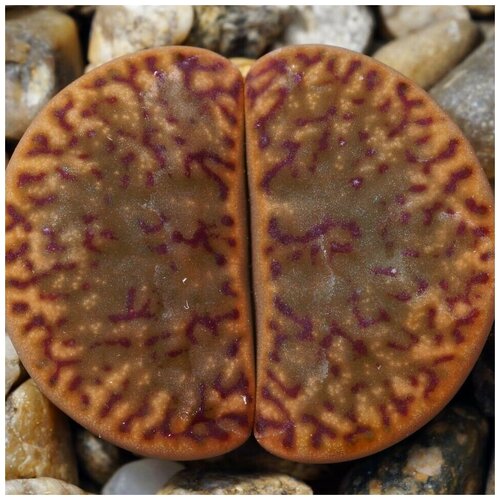      Lithops bromfieldii v. insularis C-042 10 .