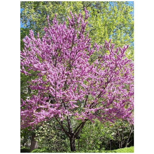     (Cercis chinensis), 15 
