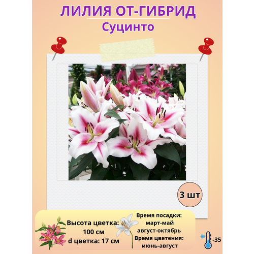 ���� �������� ����� ��-������ �������, ����������� �����