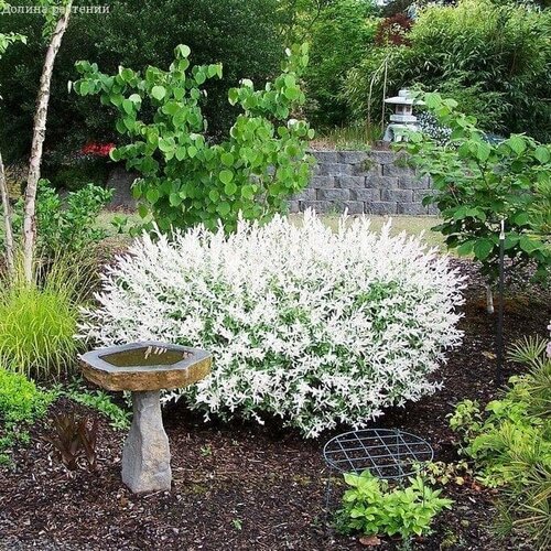 ���� ��� �������� ������-������ (1 �������)