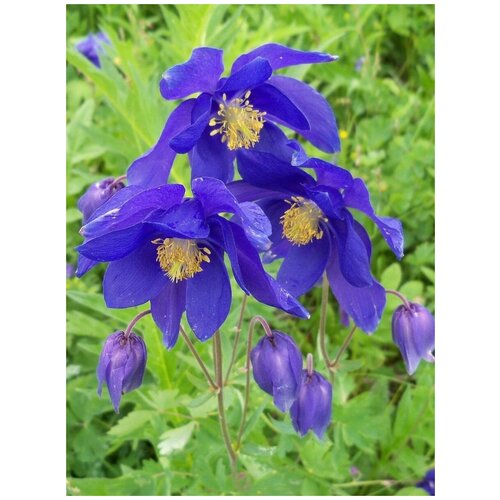      (Aquilegia), 20 