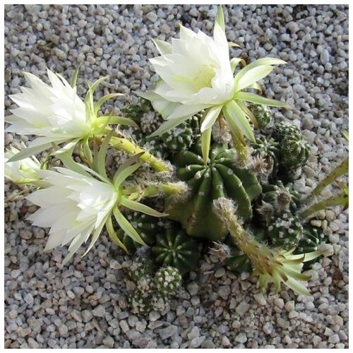      Echinopsis subdenudata 10 .