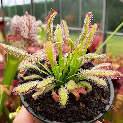    , Drosera Bainskloof 10+ ,  ,  