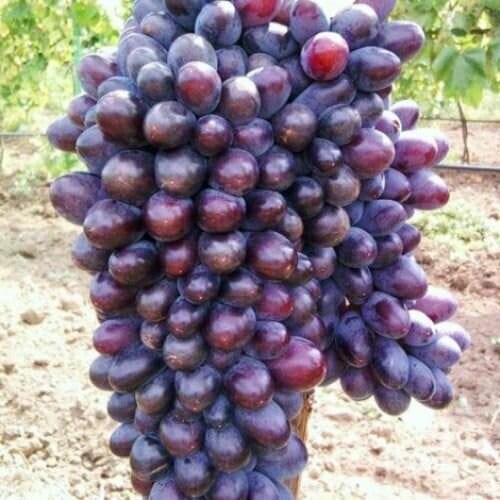 ���� �������� ������ ������ (2 ��)