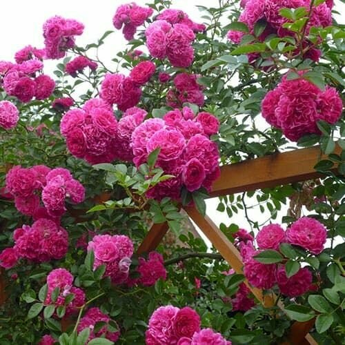 ���� ���� ��������� ����� ���������