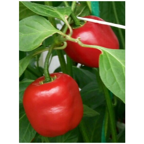     Rocoto red ( ), 5 