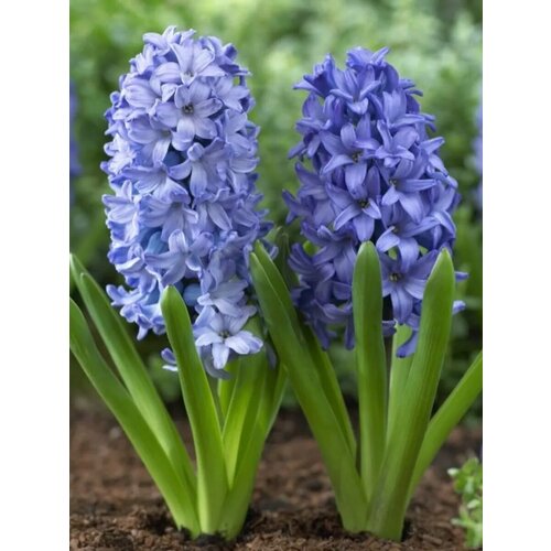 ���� �������� ������� ������� 2 ��.