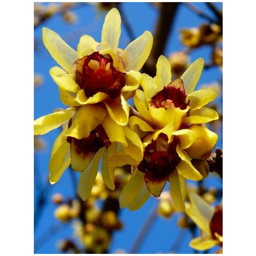     (Chimonanthus praecox), 5 