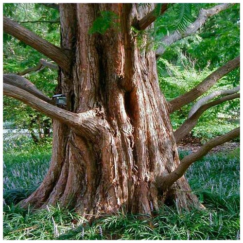   (. Metasequoia glyptostroboides)  25