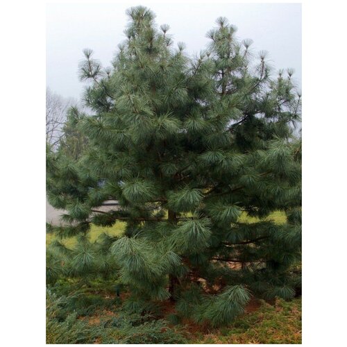     (Pinus koraiensis), 15 