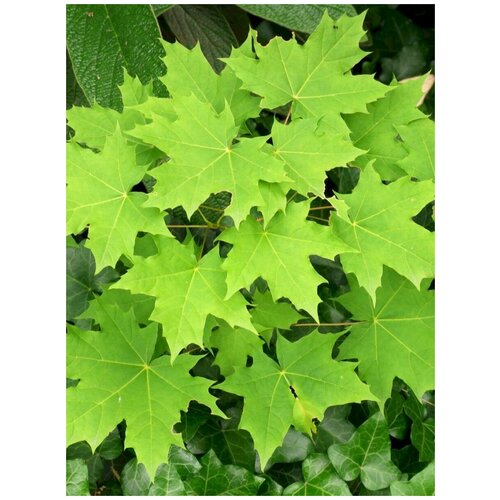     (Acer platanoides), 15 