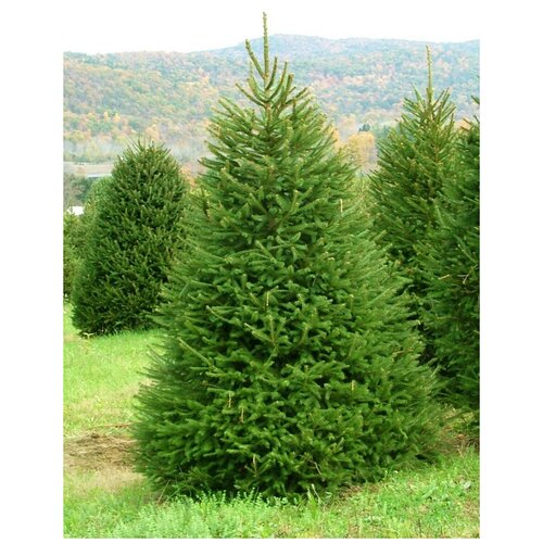      (Picea abies), 55   -     , -  