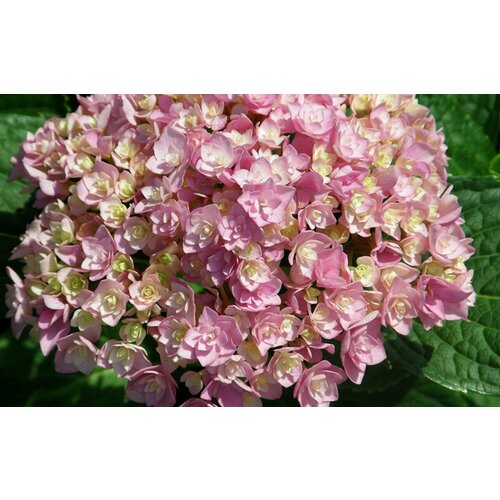 ���� ������� ��������� �������������� � ��� �� ������ ( 2 ���� , �2 , 10-20 �� )