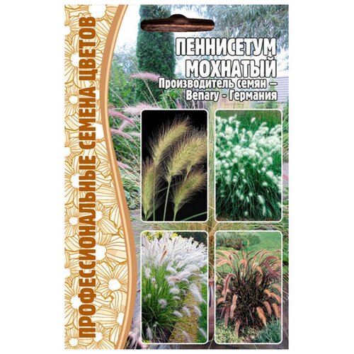     (Pennisetum villosum) (10 )