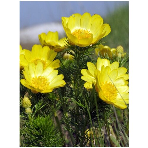      (Adonis vernalis), 15   -     , -,   