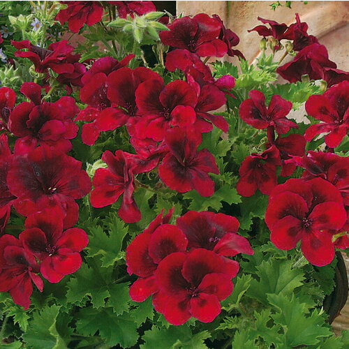 ���� ������ ���������� ����������� ����� ������� ���� ��� 4 �� (1 �������� (O))