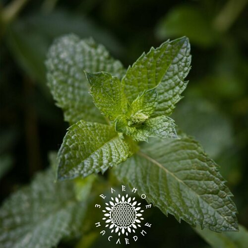      (. Mentha piperita) 150   Green Legacy  -     , -  