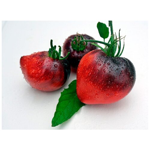     (. Solanum lycopersicum)  10