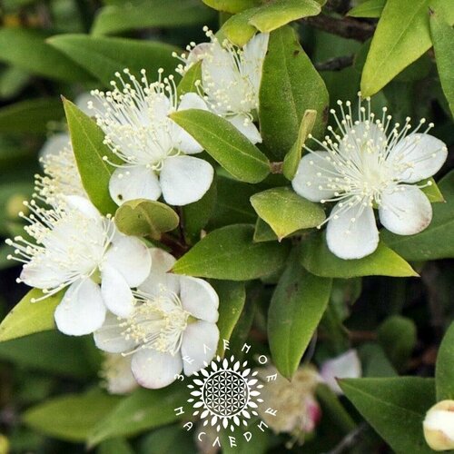     (. Myrtus communis) 15  2 