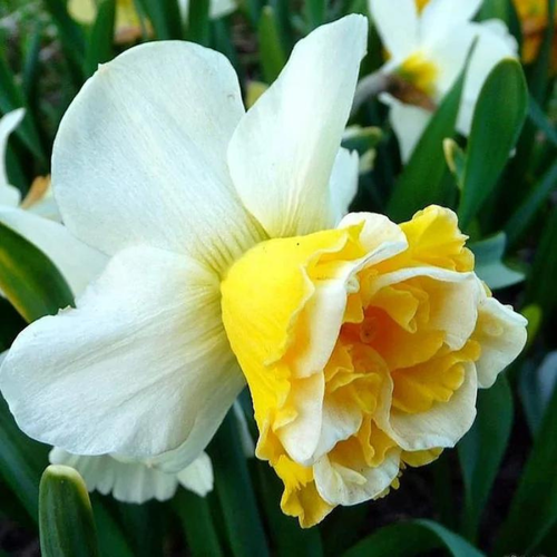 ���� ������� WAVE (3 ��������)