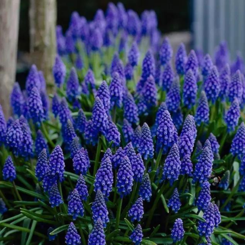 ���� �������� ������� ARMENIACUM ( 10 �� )