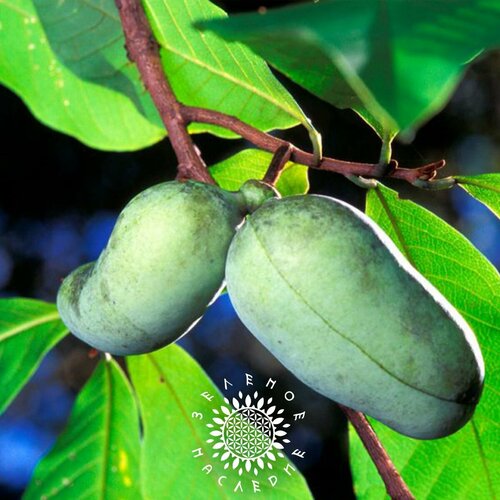      -   (. Asimina triloba) 3  -     , -  