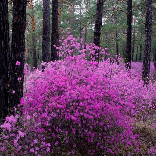      (. Rhododendron dauricum, ) 25 .