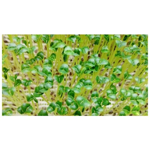    (. Salvia hispanica)  250