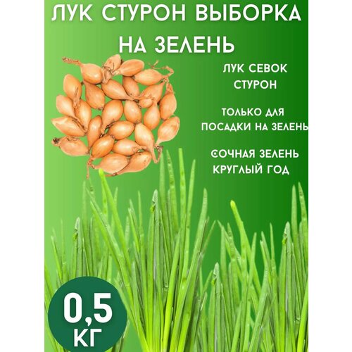 ���� ��� ����� ������ �� ������ 0,5��