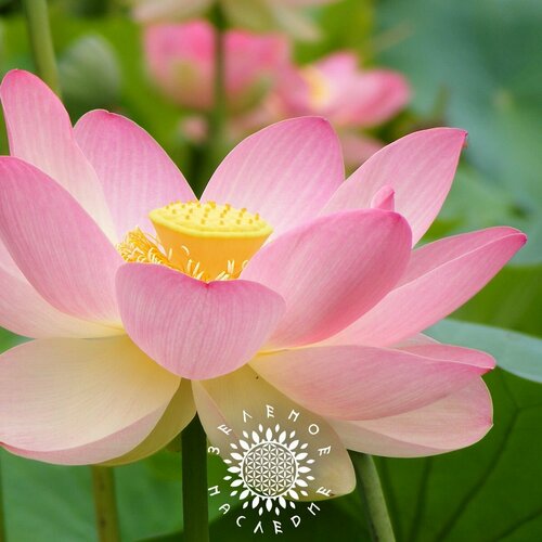 ���� ������ ����� ����������� (���. Nelumbo nucifera) 5�� �� Green Legacy