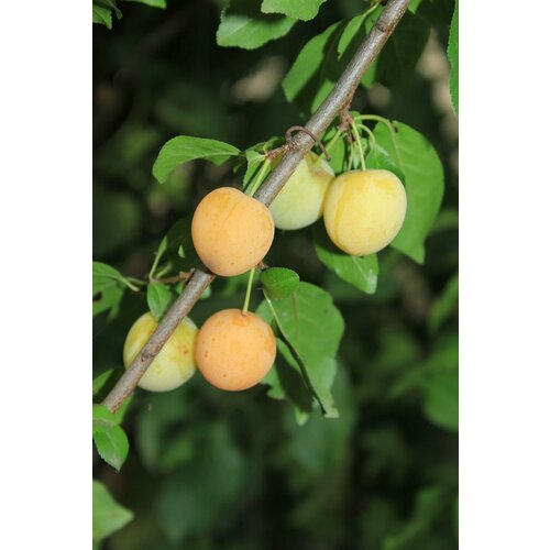    (. Prunus myrobalana)  5 