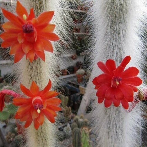 ���� �������������, Hildewintera Colademononis, ��������� �����, �������, ������