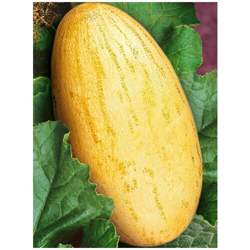      (Mirza melon), 15   -     , -,   