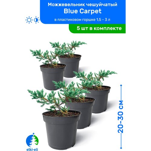     Blue Carpet ( ) 20-30     0,9-3 , ,   ,   5   -     , -,   