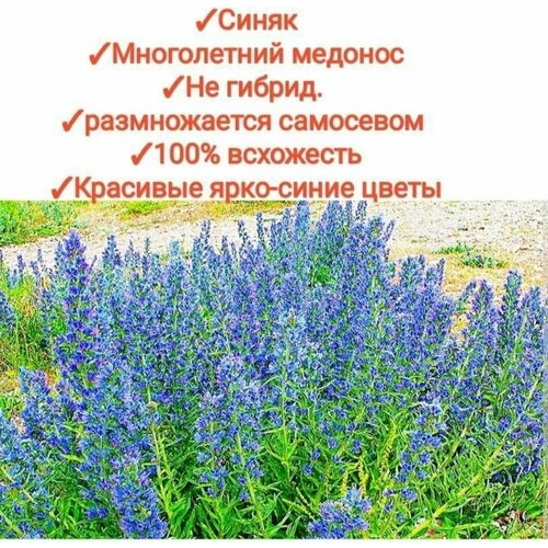 ���� ����� ������ 100�� �������/�������