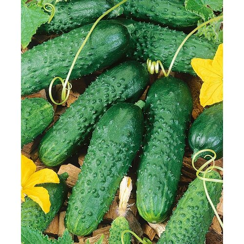 ���� ������������� ������ ������ ������ F1