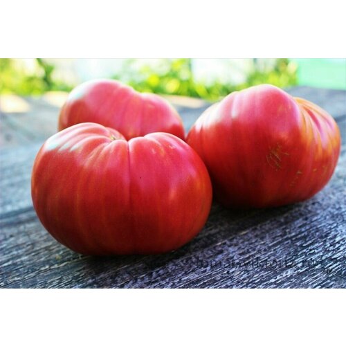 ���� ������������� ������ ������ ������������� ������ ������