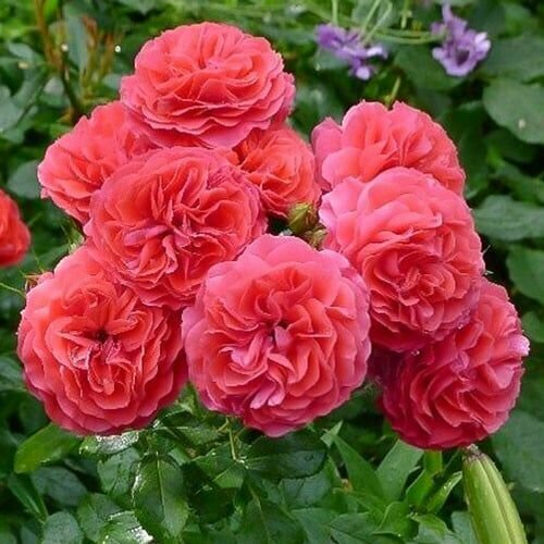 ���� ���� ���������� ����� ���� 2 ��