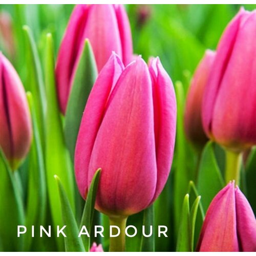 ���� �������� Pink Ardour, ���� ������, 3 ��