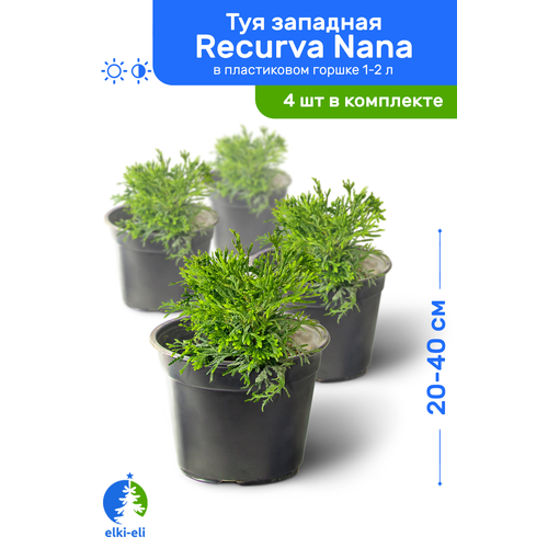    Recurva Nana ( ) 20-40     1-2 , ,   ,   4 