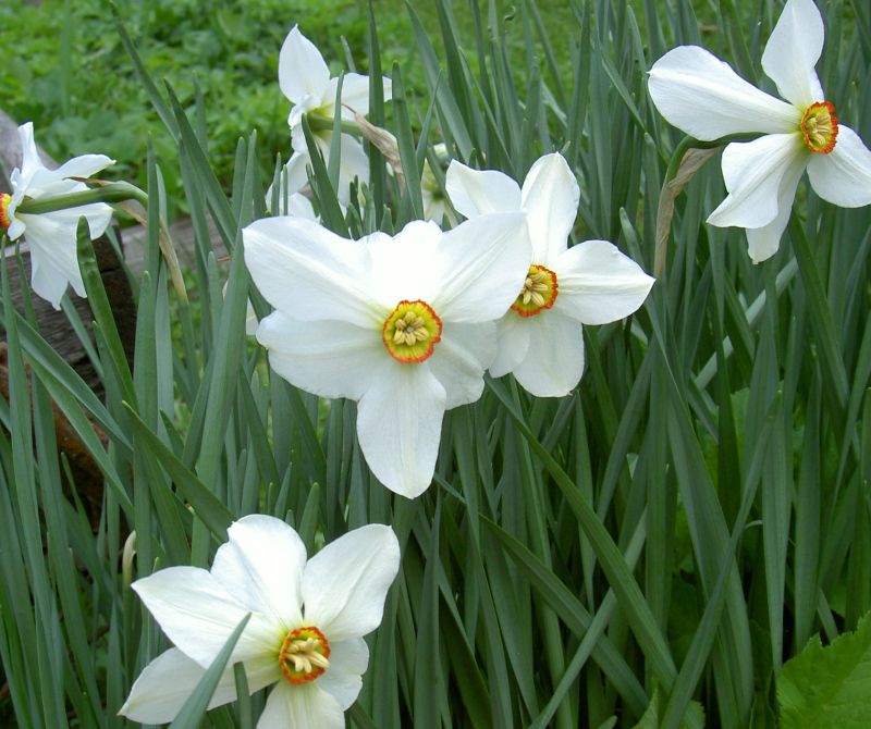 Название цветка нарцисс. Нарцисс цветок. Нарциссы мелкокорончатые. Горный Нарцисс кавказский. Нарцисс цветок белый.