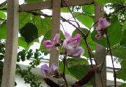 balcony flowers Ruby Glow Hyacinth Bean  Dolichos lablab 