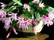rosa Piante da appartamento Easter Cactus (Rhipsalidopsis) foto