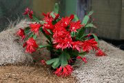 červená Pokojové rostliny Velikonoční Kaktus (Rhipsalidopsis) fotografie